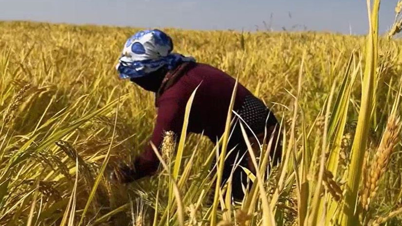 Volkanik arazide hasadı başladı biçerdöverler bile giremiyor. Köylü 450 dönümü orakla biçecekler