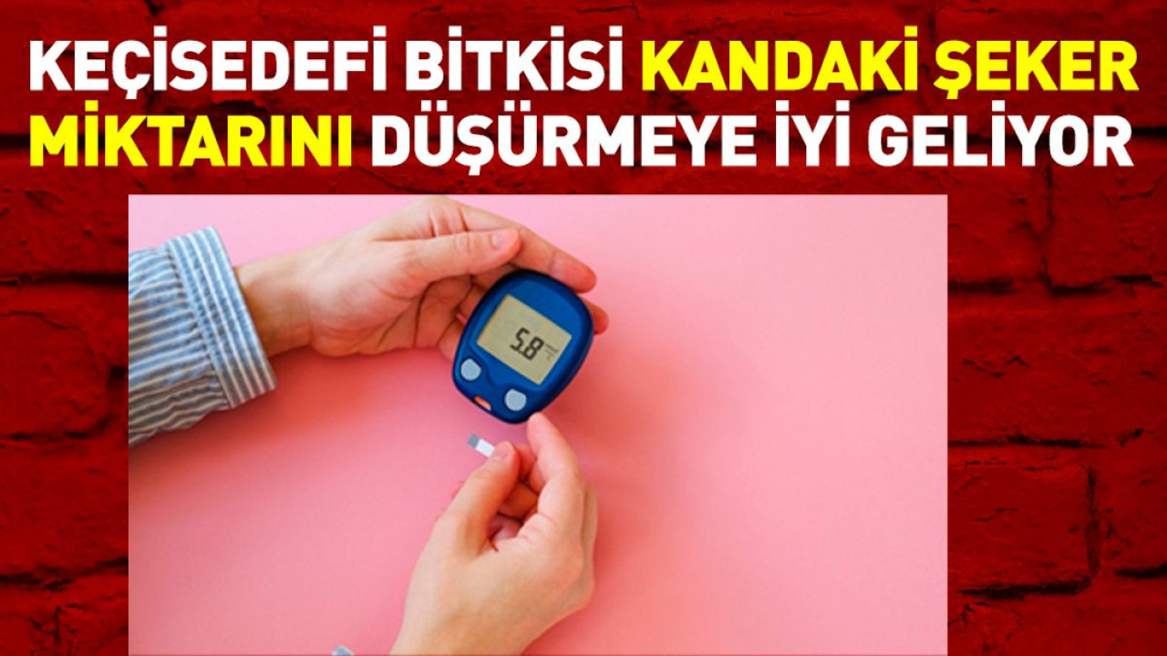 Kandaki şeker miktarını düşürmeye iyi gelen mucize otun faydaları