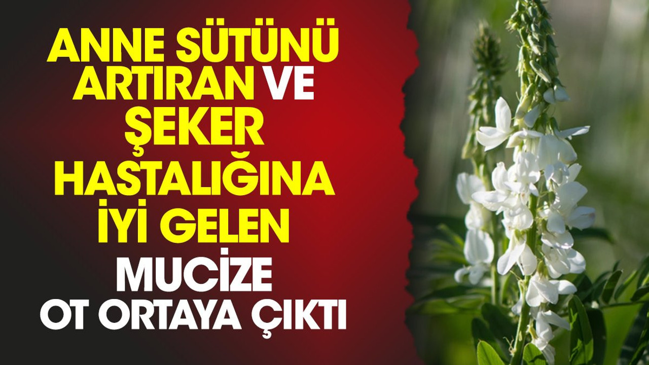 Anne sütünü artıran ve şeker hastalığına iyi gelen mucize ot ortaya çıktı
