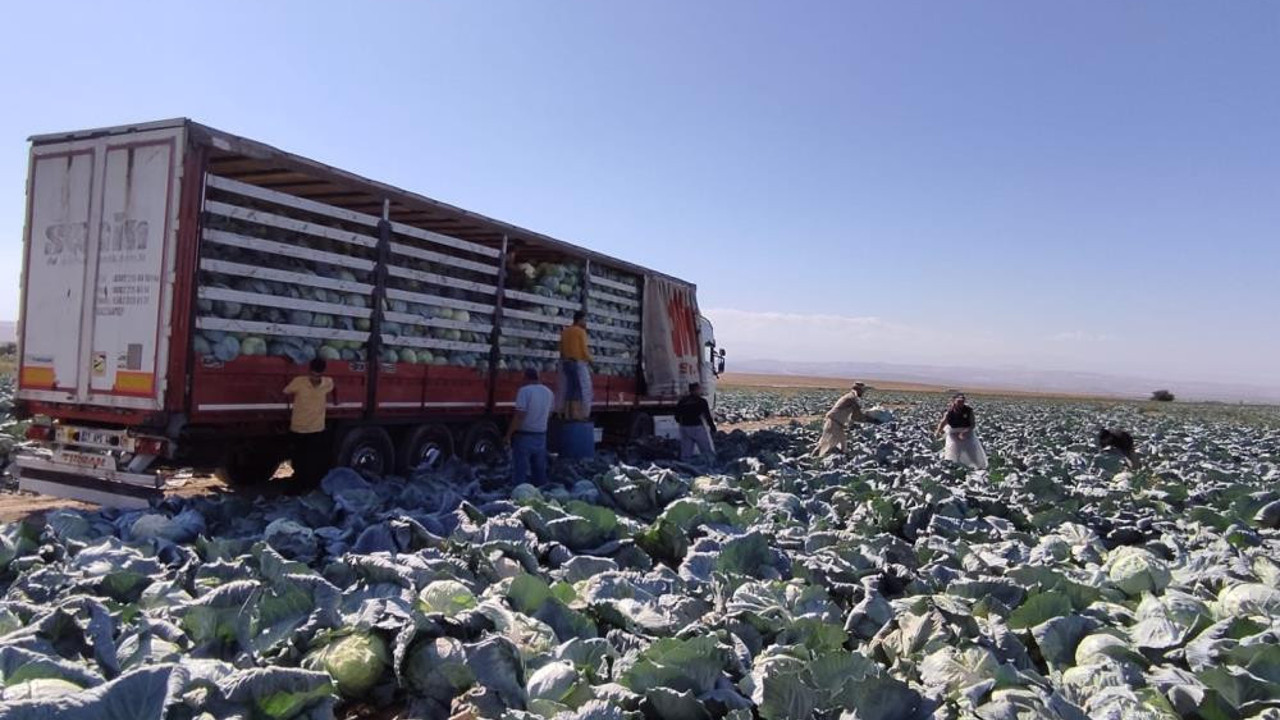 20 bin dekara ekildi kilosu 30 TL'den kapışılıyor. Kansere "dur" diyor kolesterolü düşürüyor
