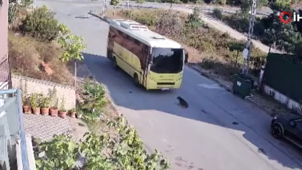 Cani şoför korna çala çala yolda yatan köpeği ezdi