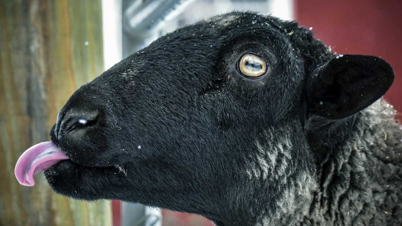 Mavi dil hastalığı nedir, nasıl bulaşır? (01 Ekim 2023)