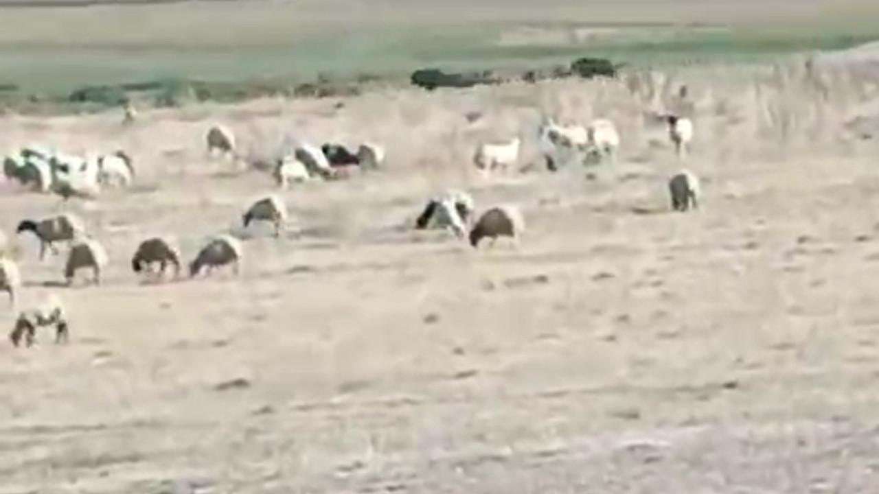 Aç kalan domuz sürüsü mahalleye indi (01 Ekim 2023)