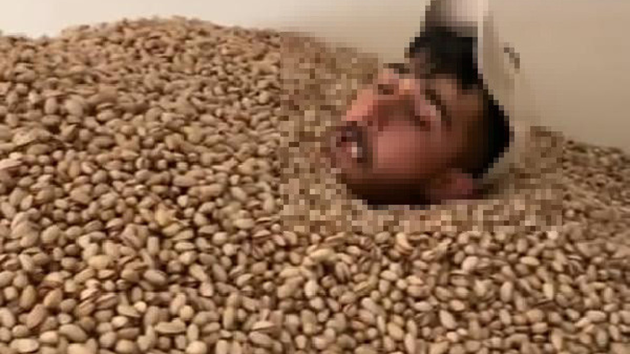 Siirt’te fıstık banyosu rezaleti. Boynuna kadar fıstıkların içine girdi ağzına aldı aldı geri tükürdü