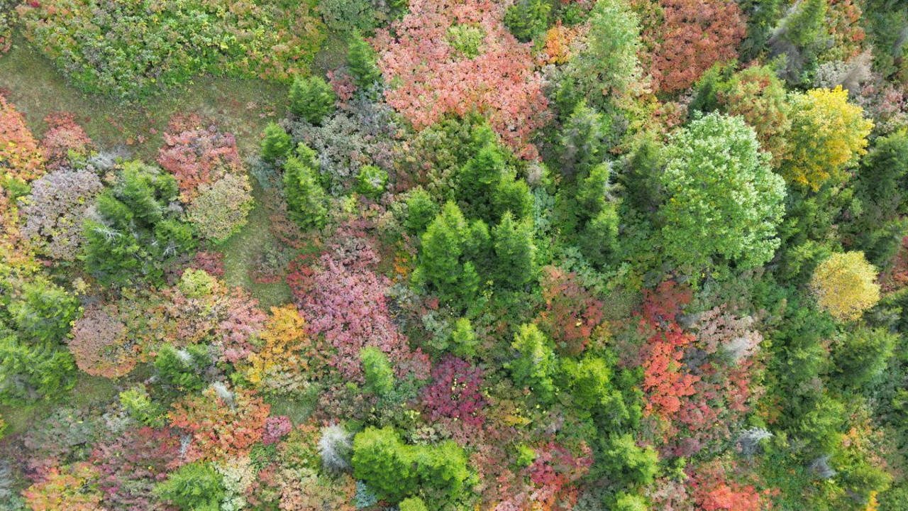 Sonbaharın güzelliği Giresun yaylalarında dronla görüntülendi