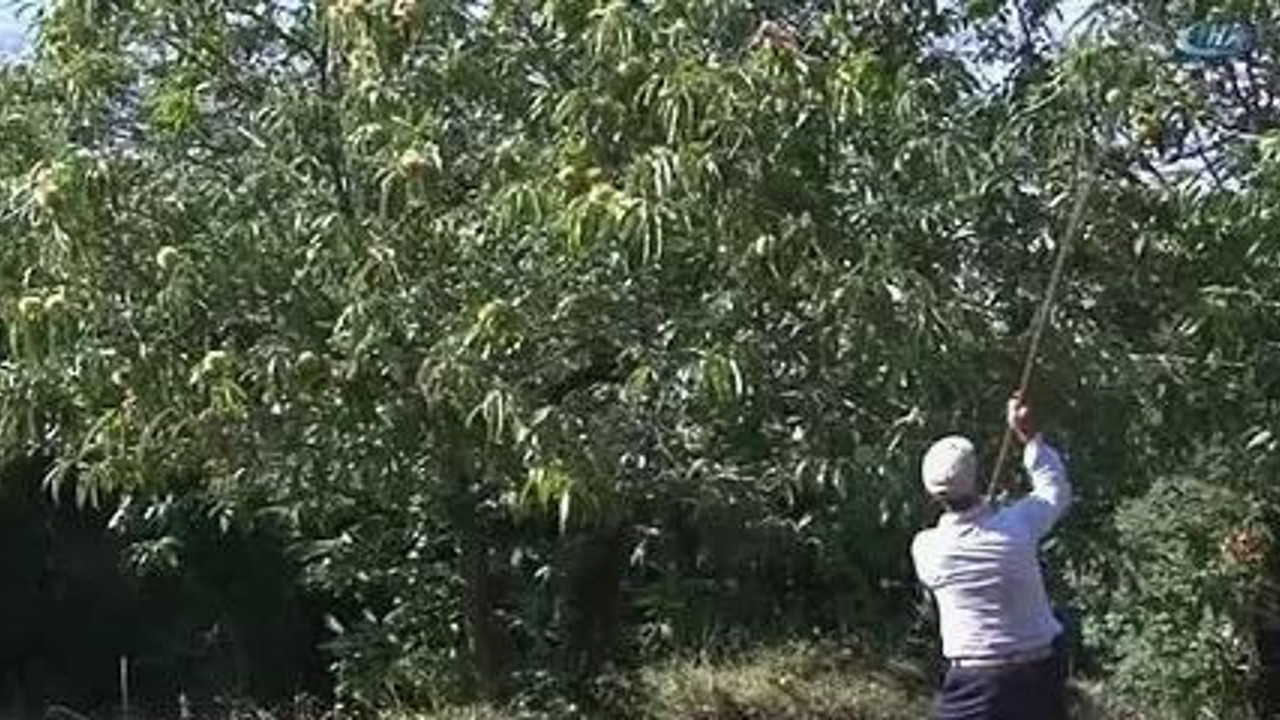 Üretici kan ağlıyor. Dağlardan toplanıyor hasadı 3 hafta geç yapılacak