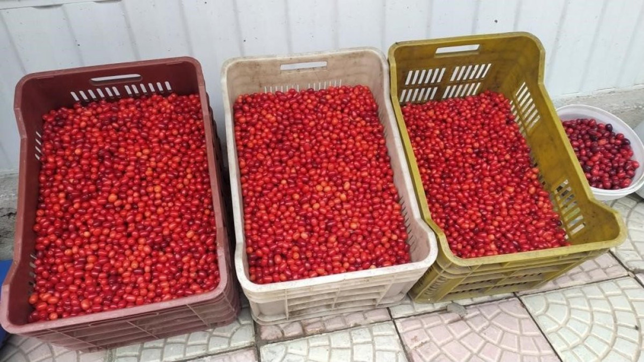 Erzincan'ın meşhur kızılcığı tezgahlardaki yerini aldı