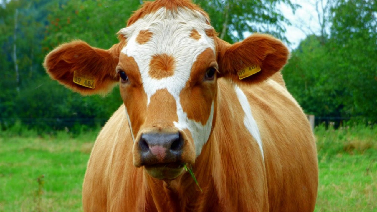 Rüyada sığır görmek ne demek? Rüyada sığır görmek neye işaret?