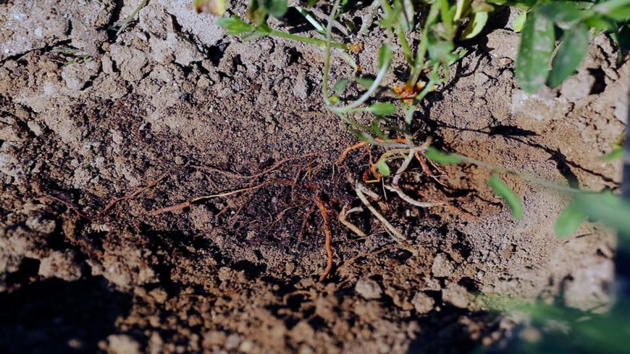 Ot bitmeyen arazide ekilecek her yer kan kırmızısına bürünecek. 1740’da adını Türkiye’nin şehrinden almıştı