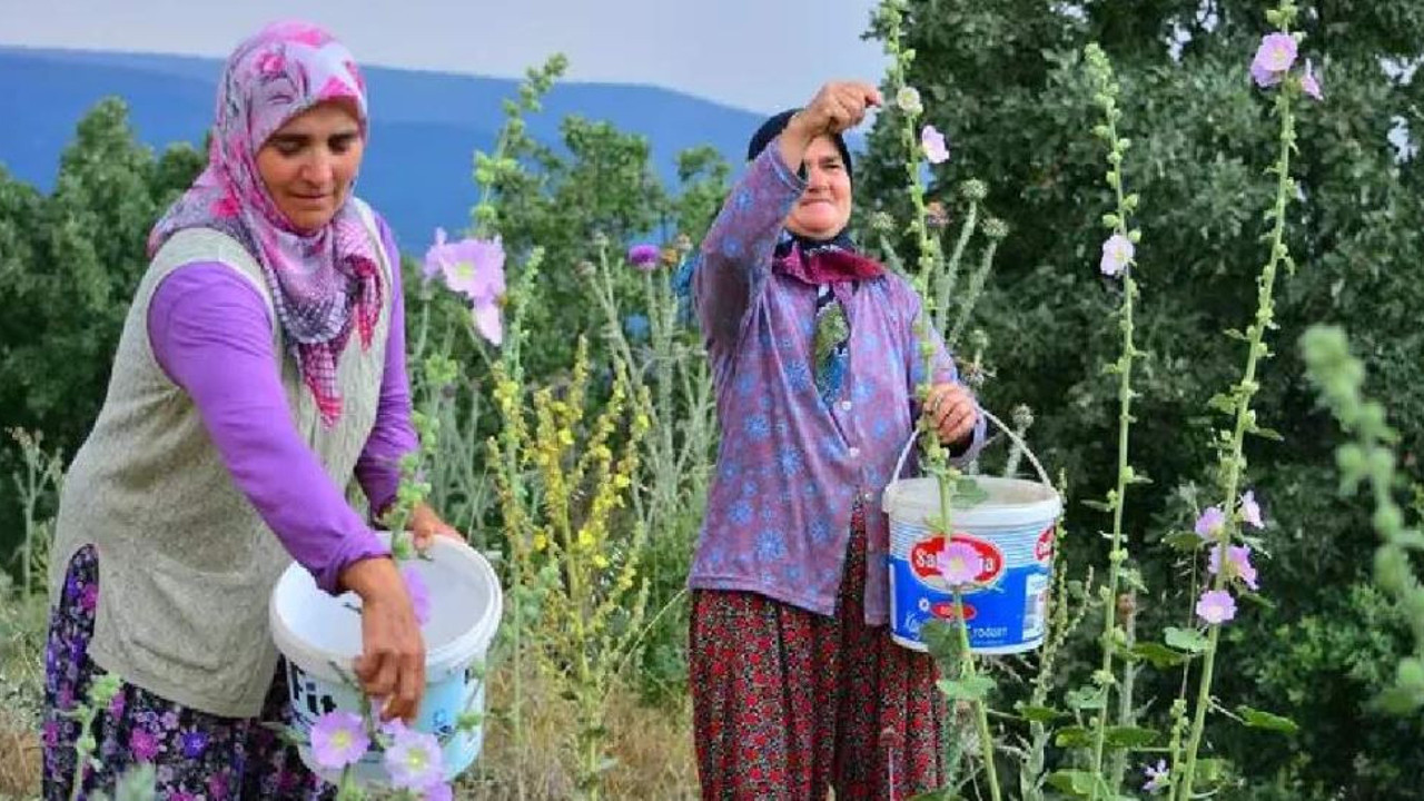 Kendiliğinden çıkıyor kilosu 90 TL'ye satılıyor. Antibiyotikleri çöpe attırıyor stresi bitiriyor
