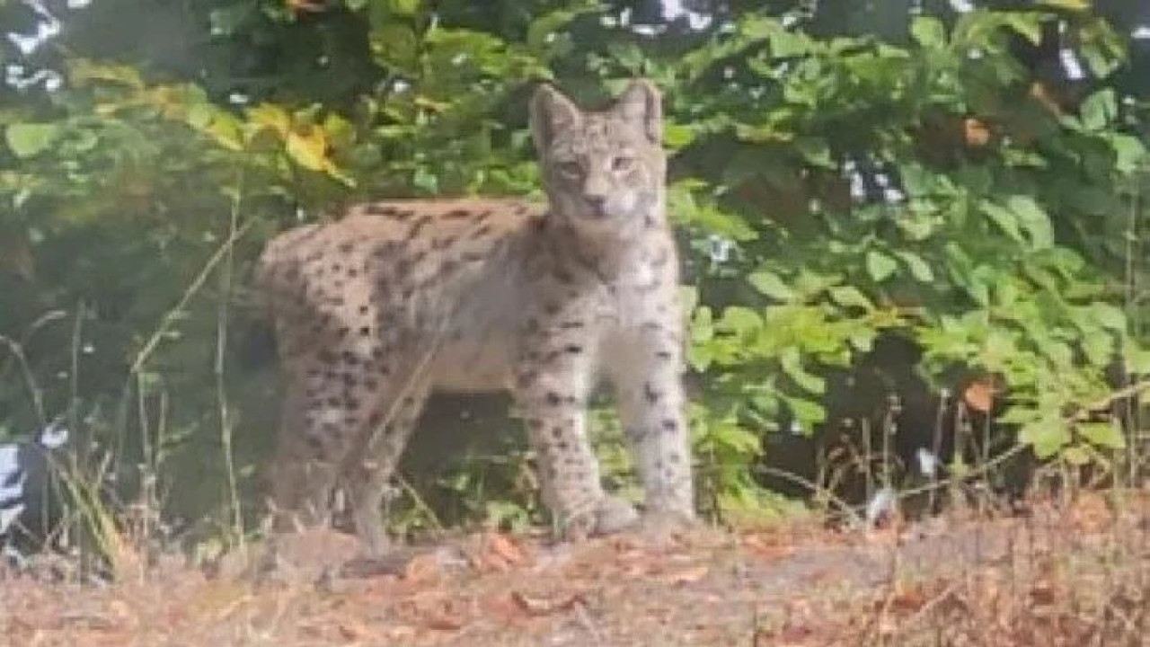 Tokat'ta nesli tükenme tehlikesi altında olan vaşak görüntülendi