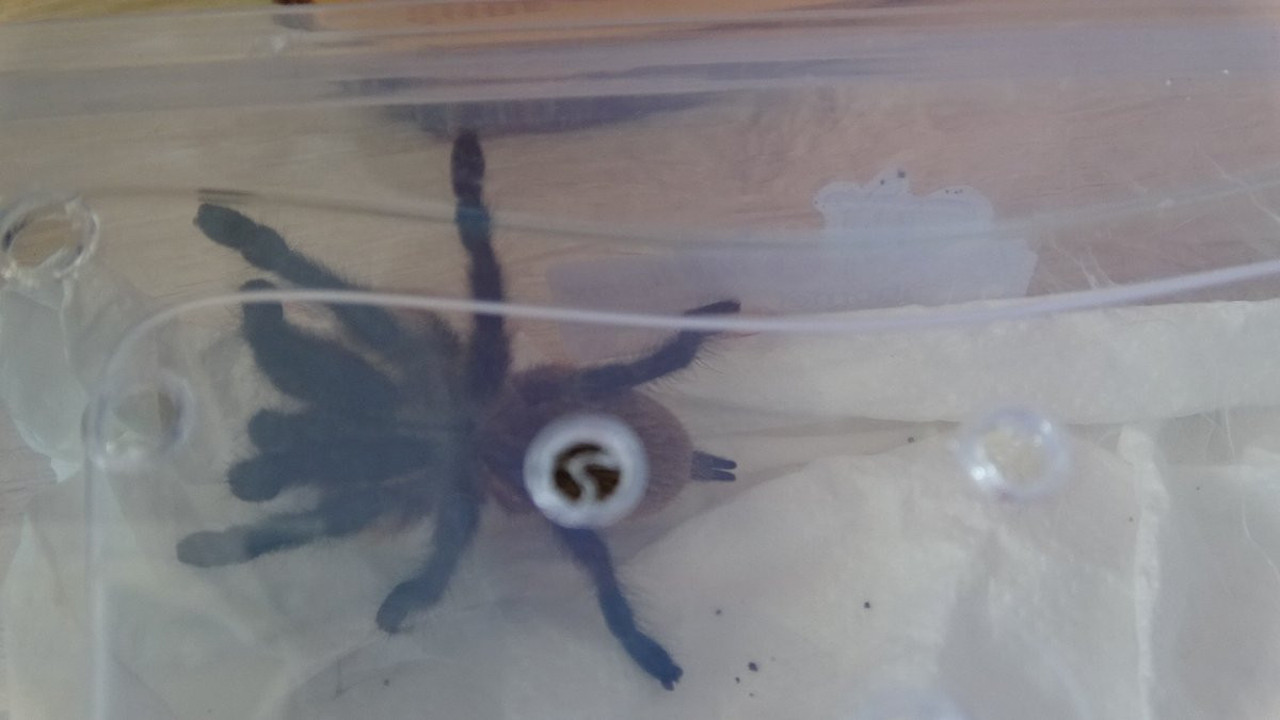 Mısır’dan getirdi: Aksaray’da mısır yılanı ve tarantulayı satmak isterken yakalandı