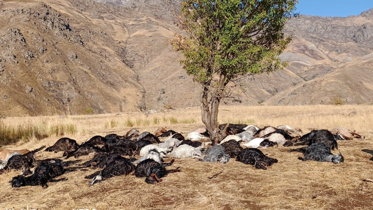 Derecik’te yıldırım düştü 62 hayvan telef oldu