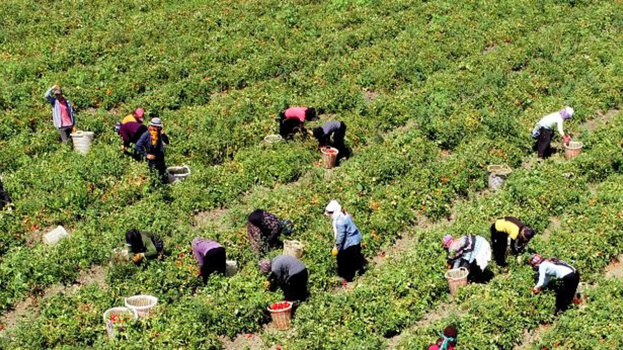 Kansere kalkan oluyor tarlada 12 markette 37 TL'ye satılıyor. 70 günde olgunlaştı hasadına bugün başlandı