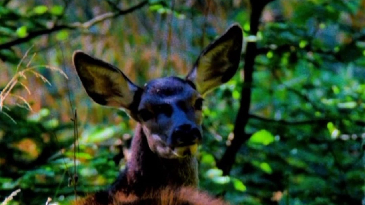 Nesli tükenmekte olan Kızıl Geyik Bursa'da yürüyüş yaparken görüntülendi