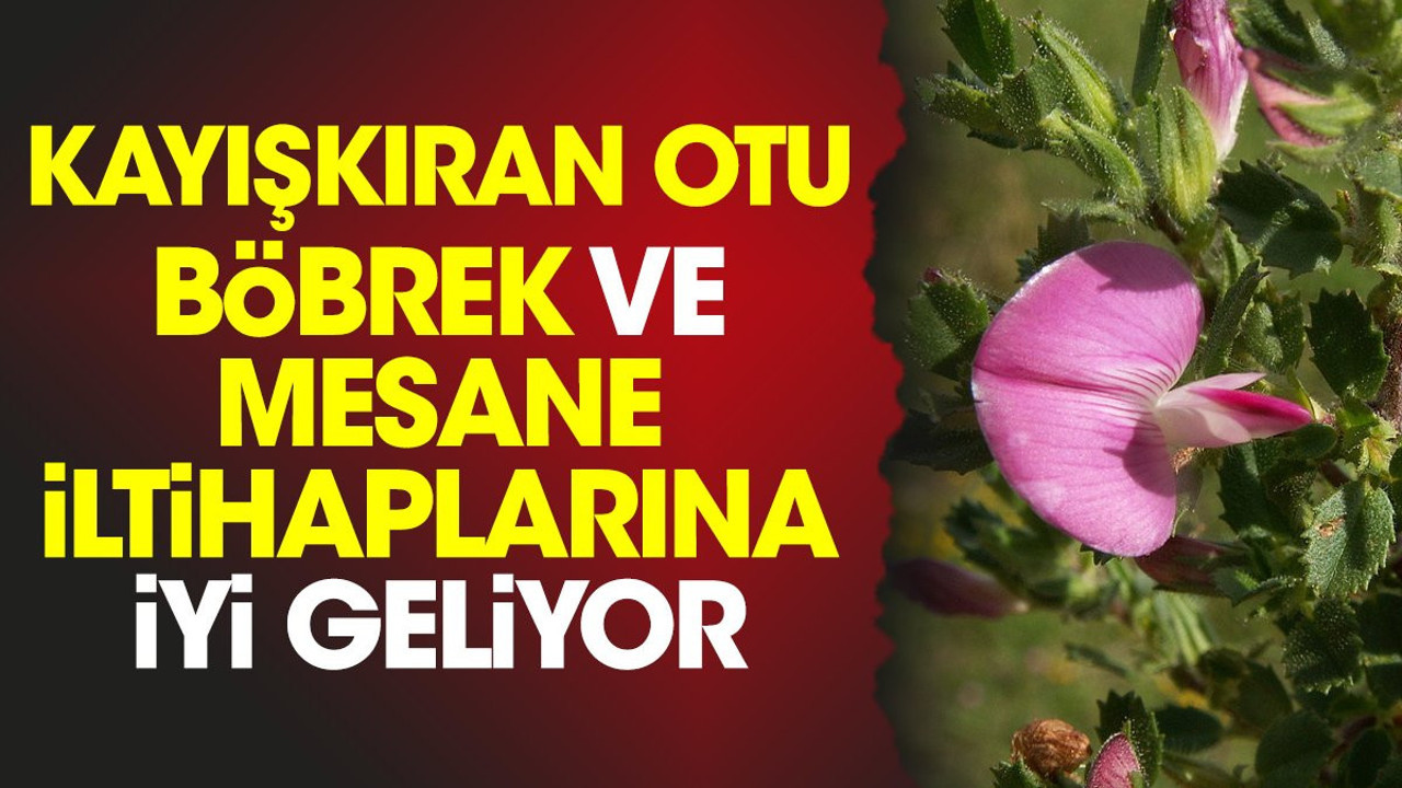 Böbrek ve mesane iltihaplarına iyi gelen ot belli oldu