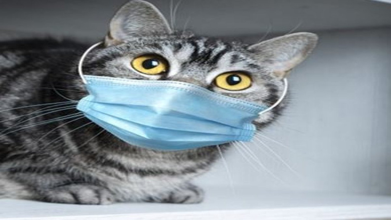 Profesörden korkutan korona ve kedi açıklaması