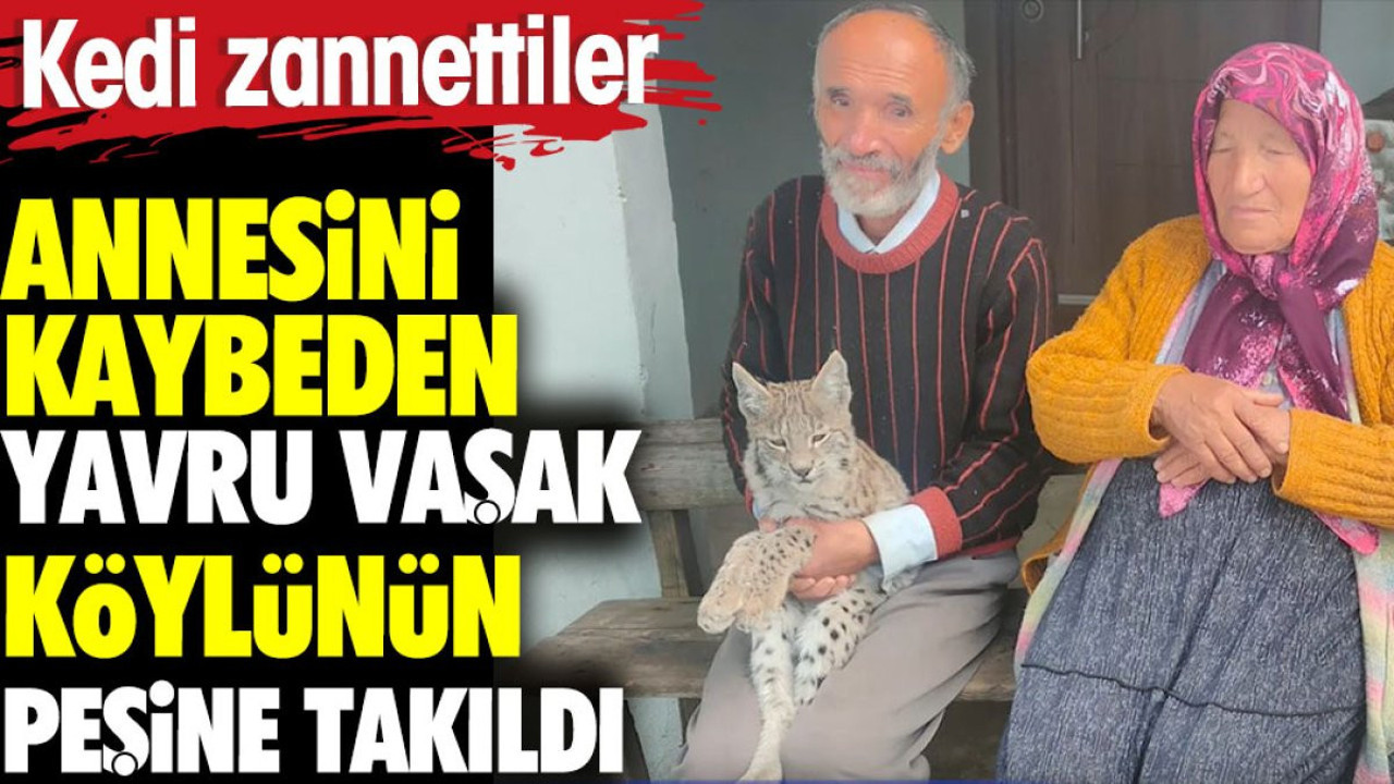 Annesini kaybeden yavru vaşak köylünün peşine takıldı. Kedi zannettiler