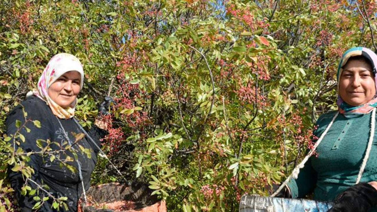 Köylü dağdan topluyor kilosunu 80 TL'ye satıyor. Öksürüğü bitiriyor terlemeyi durduruyor