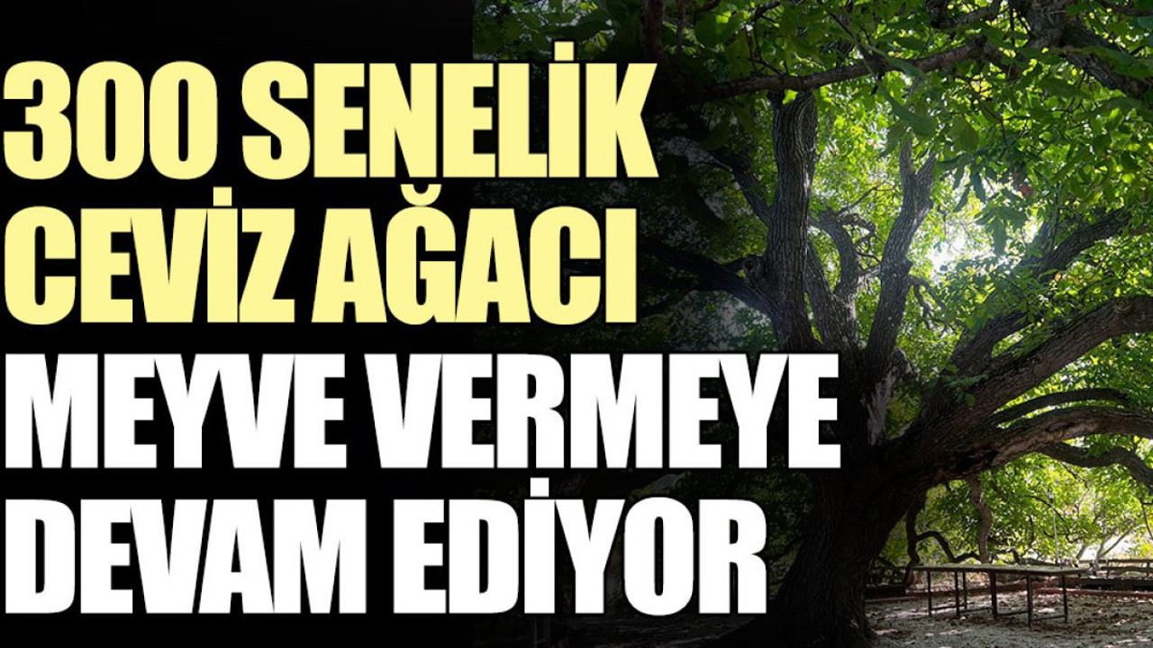 300 senelik ceviz ağacı meyve vermeye devam ediyor