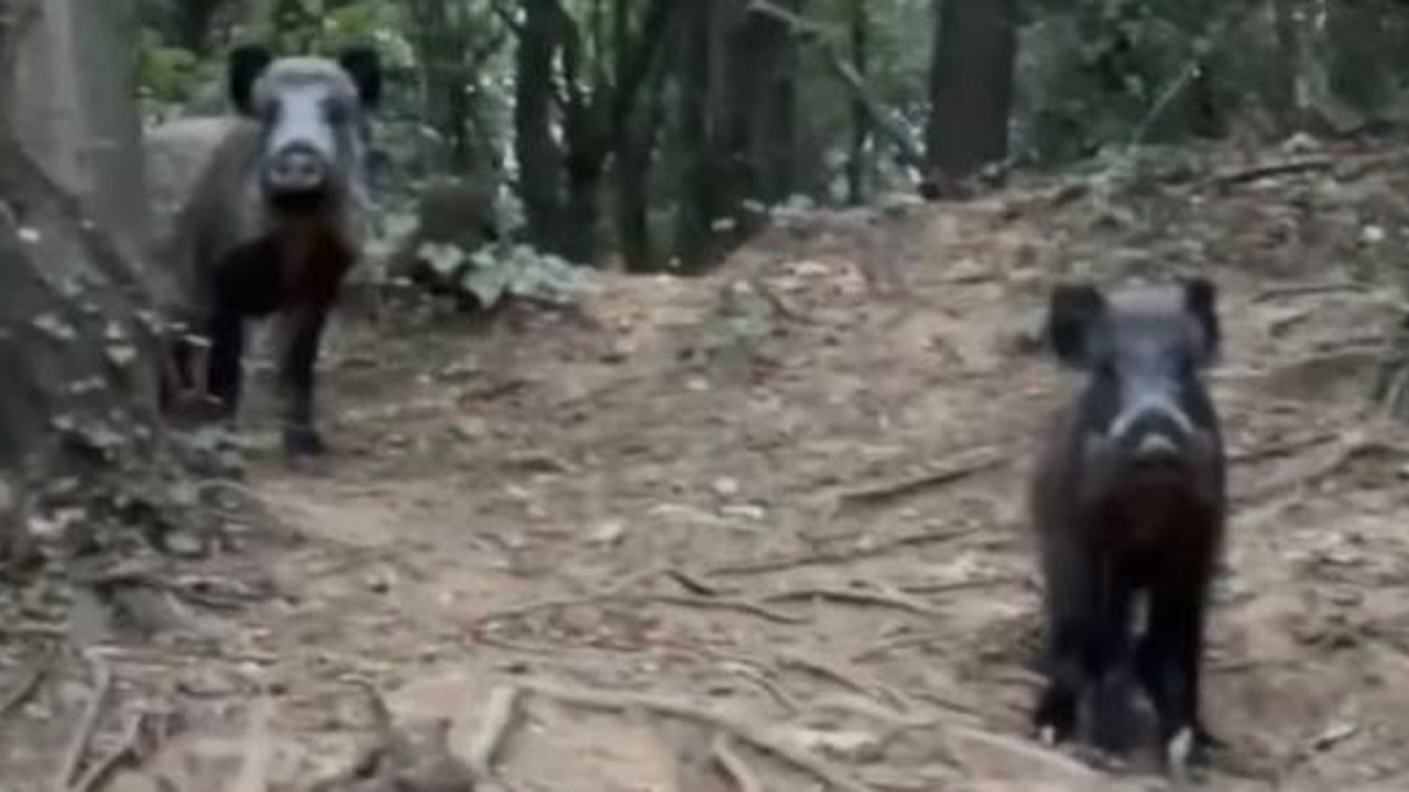 Sarıyer'i domuzlar bastı. Sürücü pisi pisi diye çağırdı