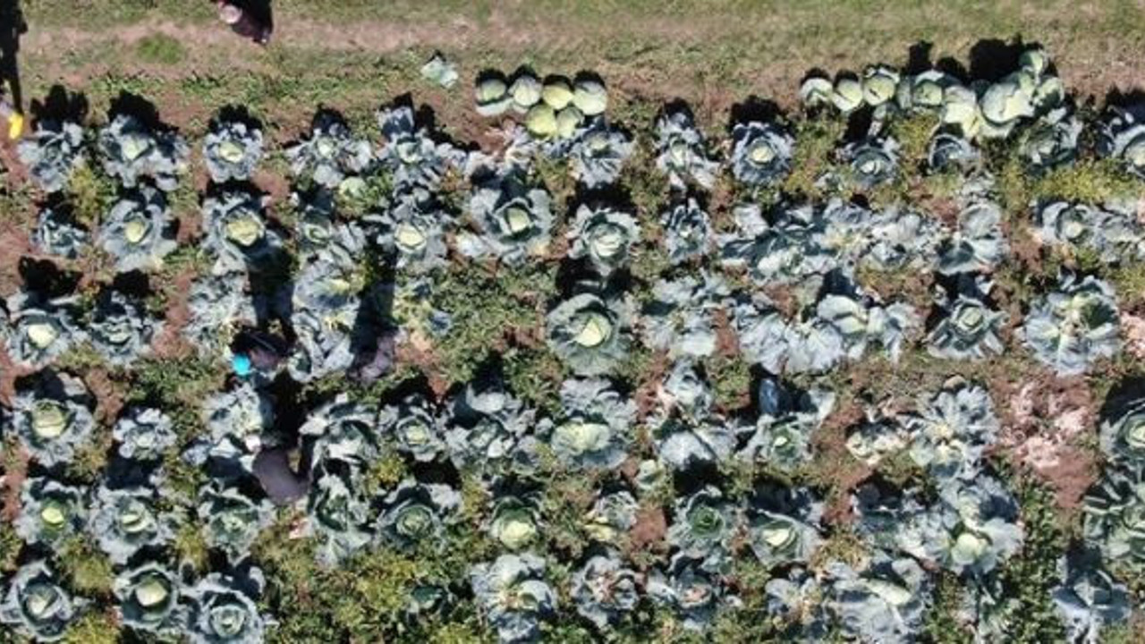 Ata tohumundan çıktı gören hormonlu sanıyor bir tanesi 40 kilo geliyor. Mayıs ayında diktiler hasadı bugün başladı