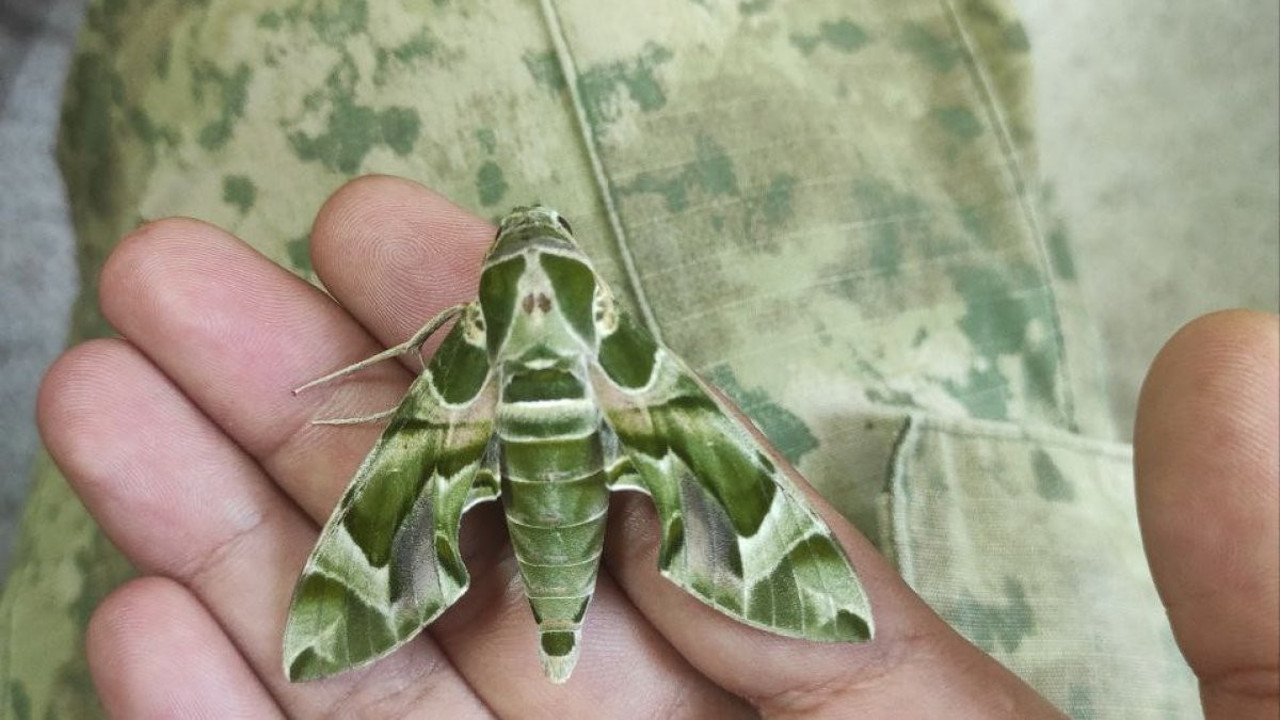 Güzelliği mest ediyor dokunanı anında zehirliyor. Kamuflaj uzmanı Türkiye'yi işgal etti