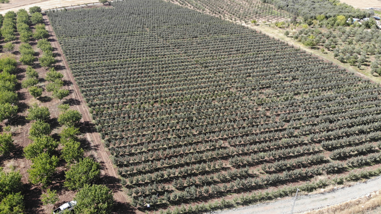Köylü toplamaya yetişemiyor tarlada kilosu 3 markette 30 TL. Kanser hücrelerinin gelişmesini engelliyor