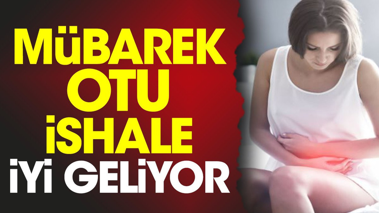 İshale iyi gelen ot (11 Ekim 2023)