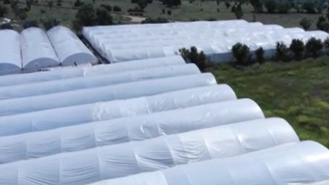 Ata tohumundan çıktı gören hormonlu diyor. Hobi amaçlı yaptı şimdi mesleği oldu