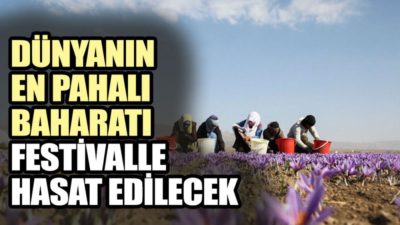 Dünyanın en pahalı baharatı festivalle hasat edilecek