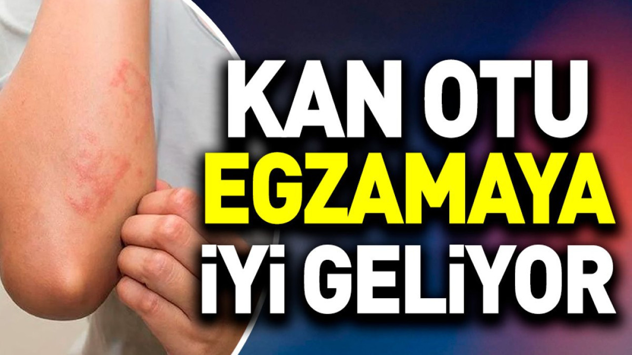 Egzamaya iyi gelen ot (12 Ekim 2023)