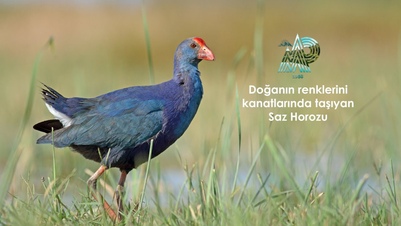 Doğanın bütün renkleri Saz Horozu'nun kanatlarında