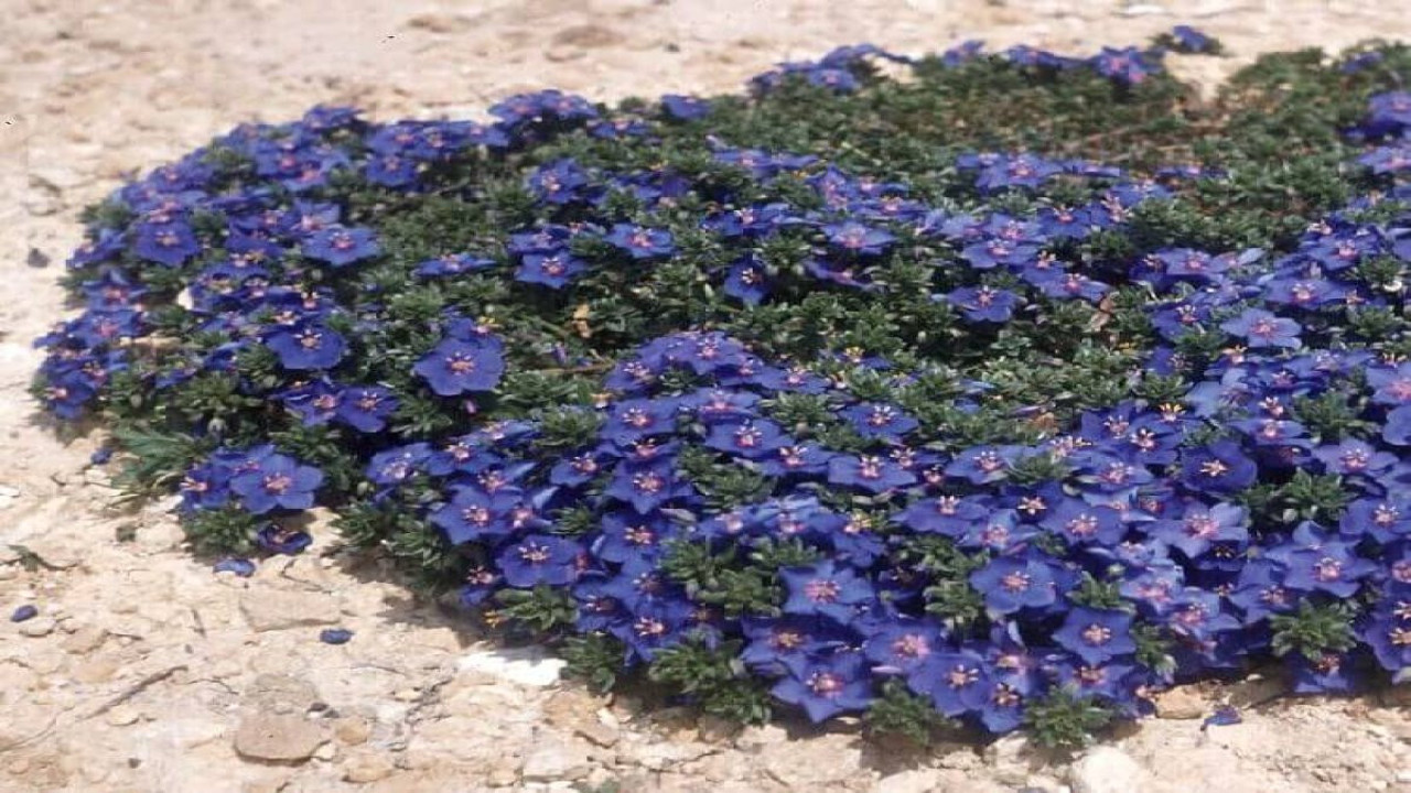 Yılan ısırması ve zehirlenmelere birebir iyi gelen şifa deposu ot ortaya çıktı