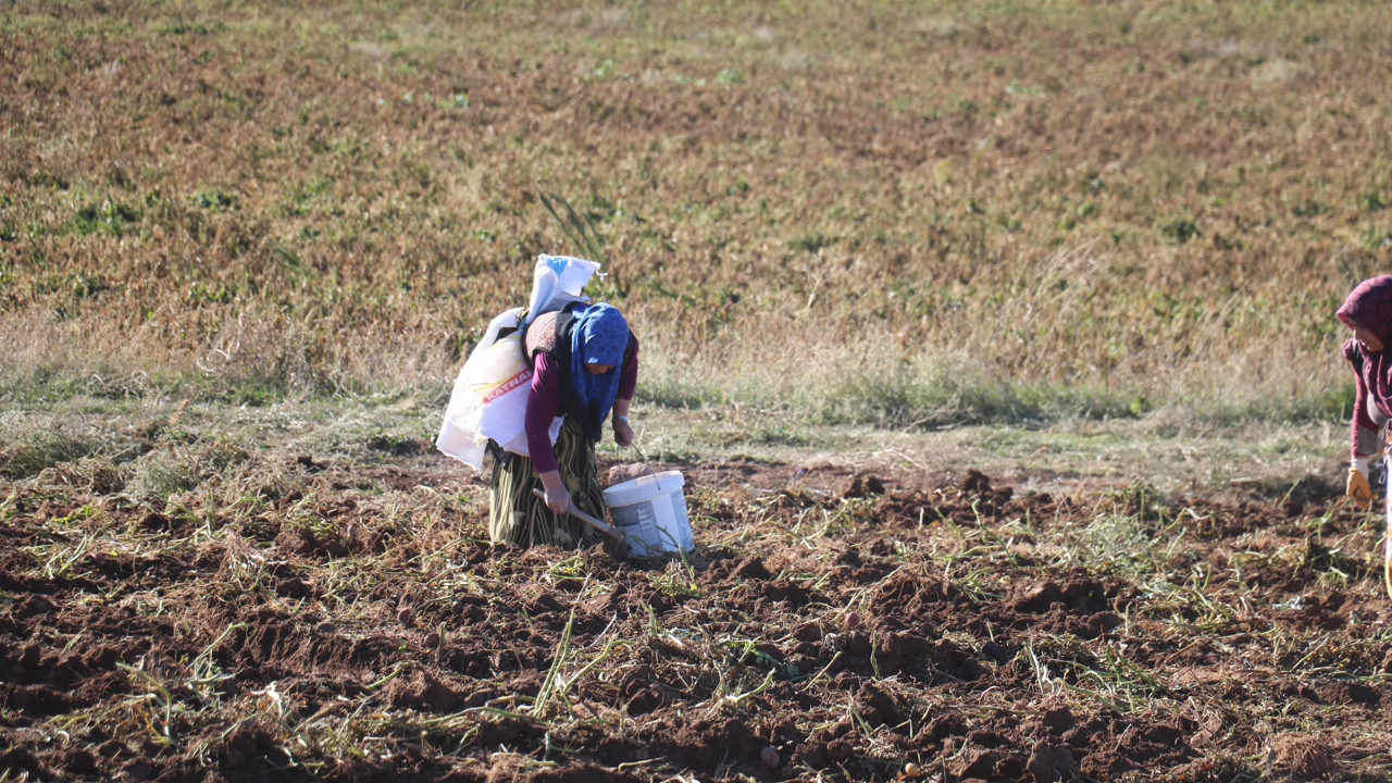 Çapasını kapan tarlaya akın etti kovaları ağzına kadar doldurdu. Toprağı eşeledikçe altından fışkırdı