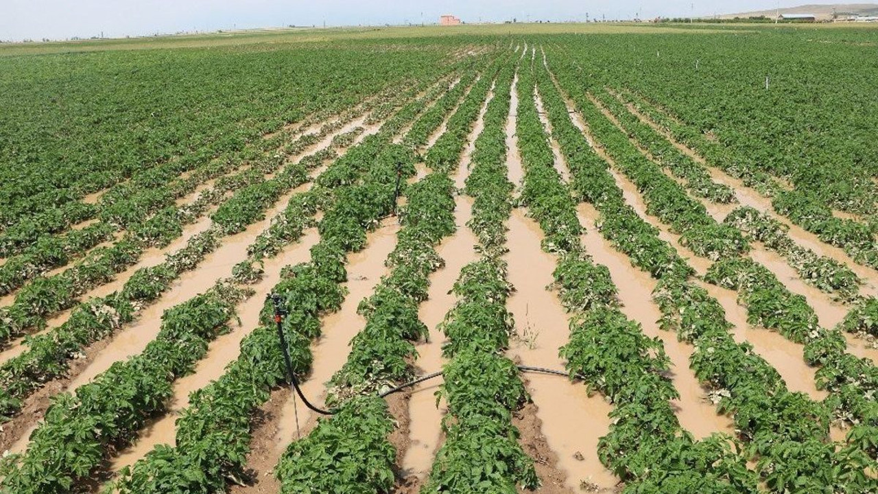 Öğrenciler üretiyor kanseri yok ediyor. Mutfakların vazgeçilmeziydi artık mor renkte üretiliyor