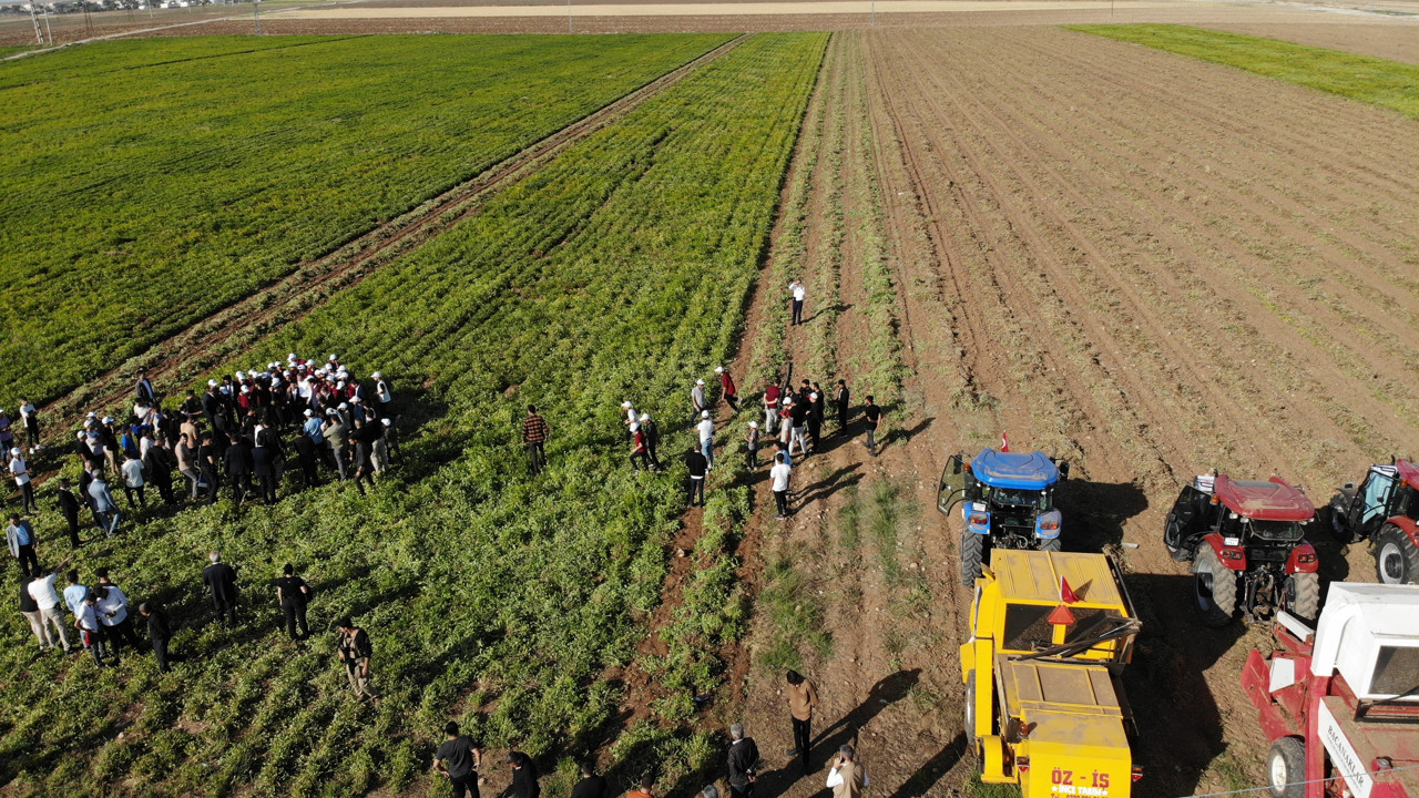 Hasadı başladı 2 çeşit kanserin baş düşmanı. Tarlada kilosu 30 markette 99 TL