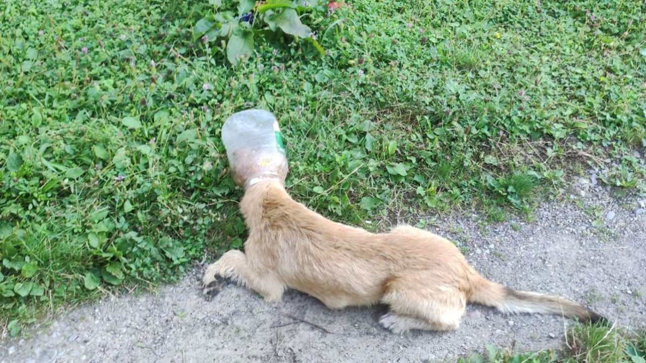 Başı bidona sıkışan köpek, zabıta ekiplerince kurtarıldı