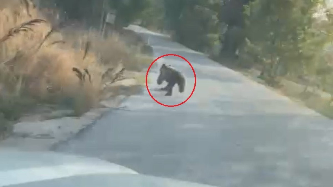 Otomobilin önüne çıkan yavru ayı kamerada