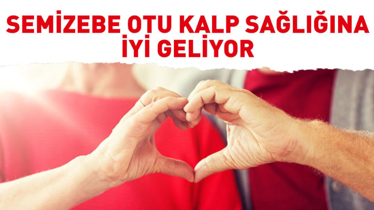 Kalp sağlığına iyi gelen ot