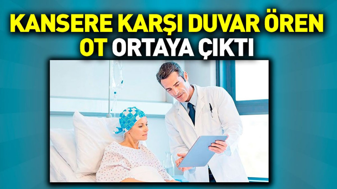 Kansere karşı duvar ören ot ortaya çıktı