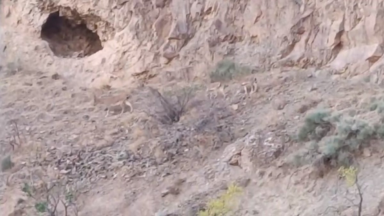 Anne Yaban Keçisi 2 yavrusu ile yiyecek ararken işte böyle görüntülendi