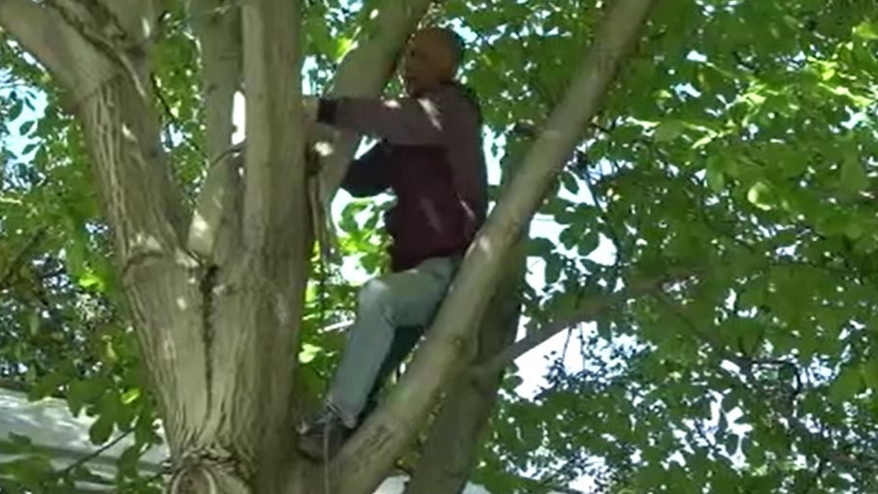 Yüksek rakımda yetişiyor kendi kendini döllüyor. Hasadı sürüyor dünyaca ünlü kilosu 150 TL