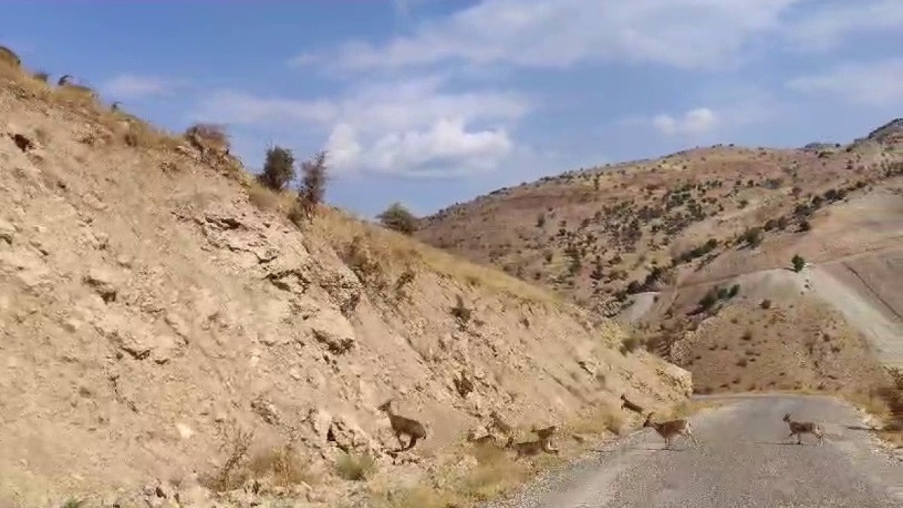 Adıyaman’da dağ keçileri yerleşim alanına indi
