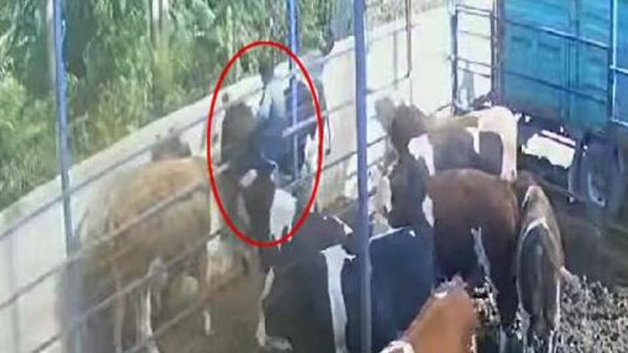 Boynuz darbesiyle 2 metre havaya fırladı