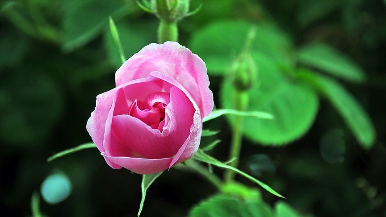 Isparta'da gül çiçeği yeni alım fiyatı belli oldu