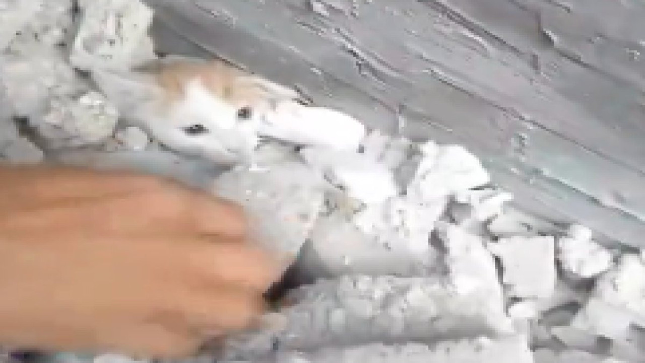 Gazze'de enkaz altında kalan yavru kediyi kurtardılar