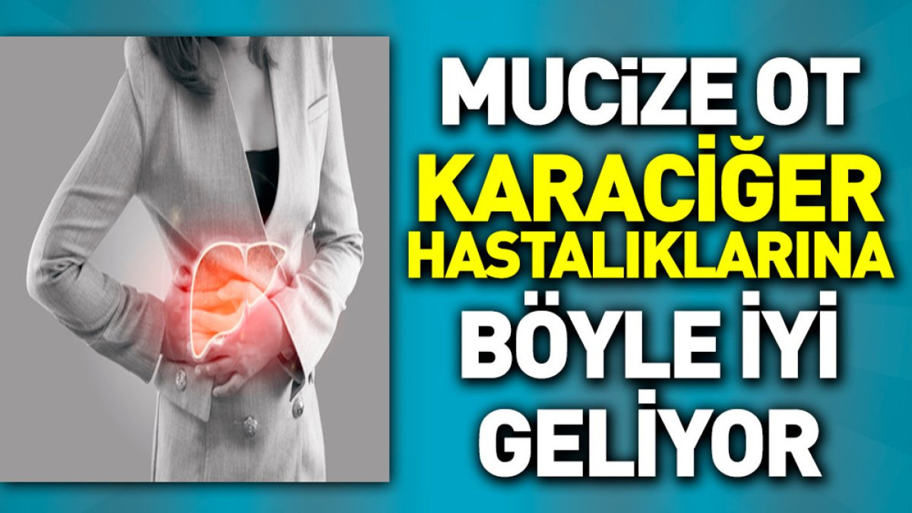 Mucize ot karaciğer hastalıklarına böyle iyi geliyor