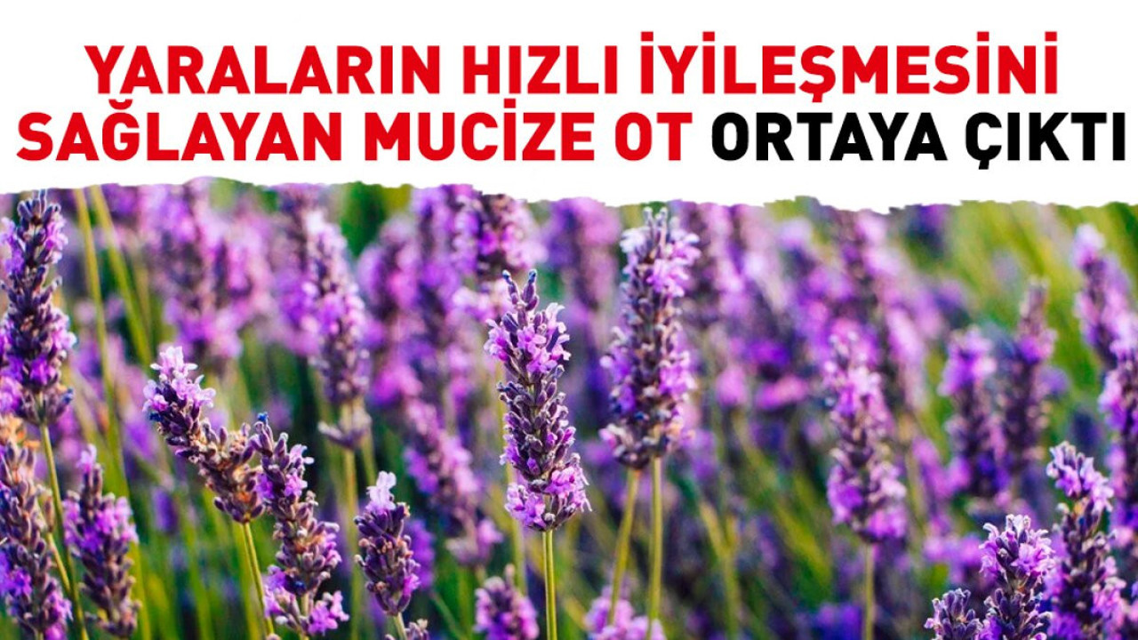 Yaraların hızlı iyileşmesini sağlayan mucize ot ortaya çıktı