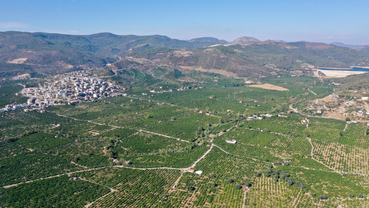 Kanseri önlüyor tansiyonu düşürüyor. Hasadı yeni başladı. Tarlada 7 markette 40 TL